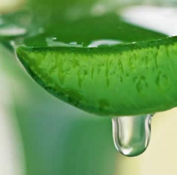 Aloe Vera a Wonder Juice For Various Remedies Aloe Vera a Wonder Juice For Various Remedies